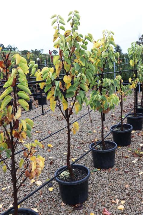 Cercis Showgirl Redbud Hello Hello Plants