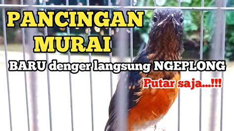 Buktikan Pancingan Murai Trotol Dan Pastol Agar Bunyi Gacor Buat