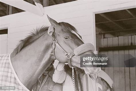 Affirmed Racehorse Photos And Premium High Res Pictures Getty Images