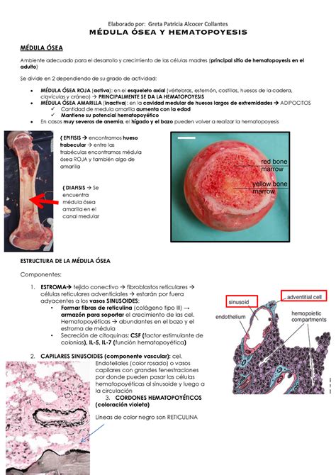 Medula OSEA Y Hematopoyesis MÉDULA ÓSEA Y HEMATOPOYESIS MÉDULA ÓSEA