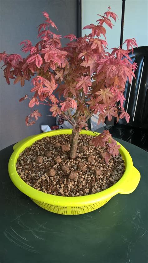 Raices Crecen Muy Debajo Del Nebari Acer Palmatum