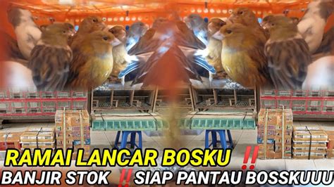 SIAP PANTAU BOSKUREADY STOK BURUNG LOKAL DAN IMPORT MELIMPAH RUAH WA