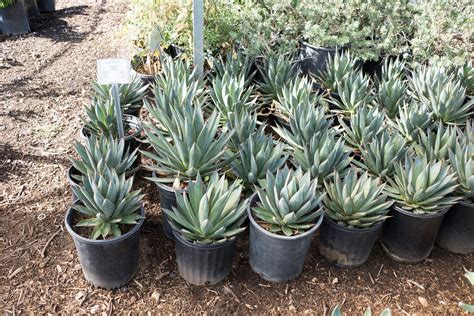 Agave Blue Glow — GDNC Nursery