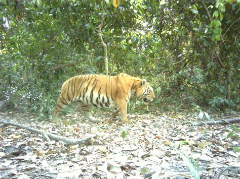 Manas National Park The Natural Capital From Which Millions Of People