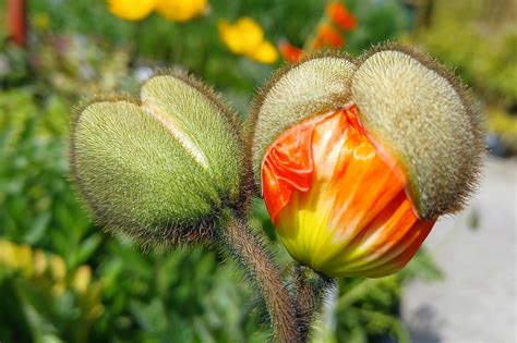 Poppy Flower Plant Pixabay Pixabay