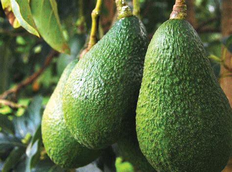 Avances En Manejo Integrado De Plagas En El Cultivo Del Palto En La