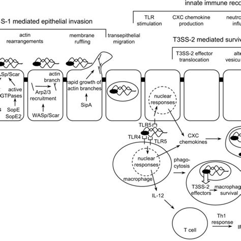 Pathogenesis Of Serotype Typhimurium Induced Gastroenteritis In Humans