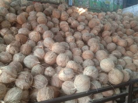 Solid A Grade Fully Husked Coconut Coconut Size Large At Rs 22 Piece