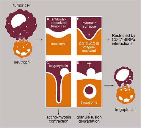 Graphical abstract in Cell Reports - Scicomvisuals