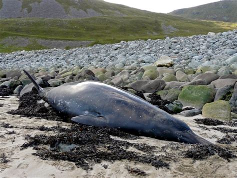 Sowerby’s Beaked Whale – "OCEAN TREASURES" Memorial Library