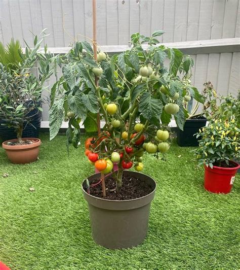 How To Grow Cherry Tomatoes Indoors A Complete Guide