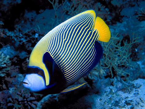 Saltwater Fish Wallpapers - Wallpaper Cave