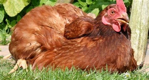 Traitement Poux Rouges Des Poules Rem Des Au Poulailler Mes Poules