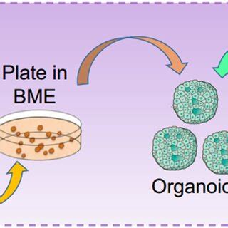 The Establishment Of Pdos Patientderived Organoids The Tumor