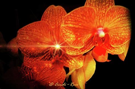 Dazzling Orchids Photograph By Cindi Soutter Pixels