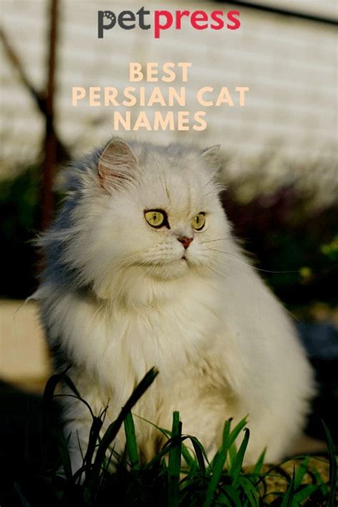 Persian Cat Names: 350 Best Names for Persian Cats - PetPress