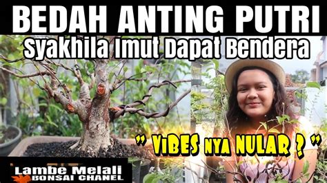 TIPS TAHAPAN BATANG ANTING PUTRI SUPAYA MAHAL JADINYA YouTube