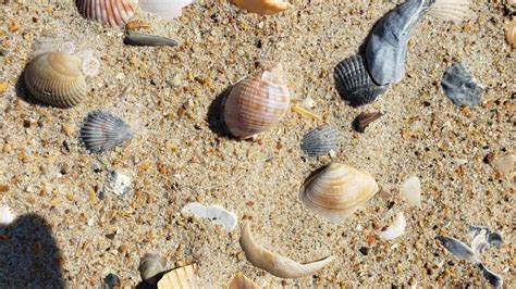 Ocracoke Named One Of The Best Beaches For Shelling In The Us By