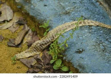 Skin Anaconda Snake Genus Eunectes Boidae Stock Photo 2282491409 ...