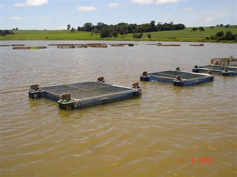 Como Criar Peixes Em Tanques Rede