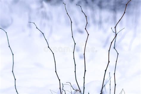 Naked Branches Of Bushes In Snowbanks On Cloudy Day In Field In Wintertime Stock Photo Image