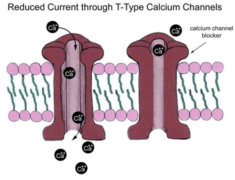 Calcium Channel Blockers Flashcards | Quizlet