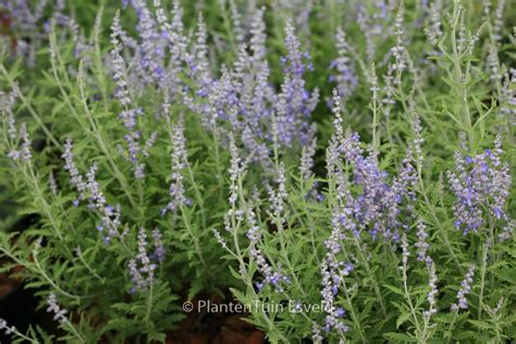 Perovskia Atriplicifolia Lisslitt Lacey Blue Esveld Webshop