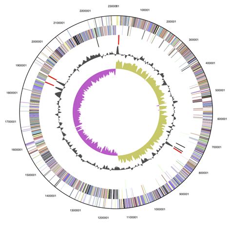 Graphical Circular Map Of The Chromosome From Outside To The Center