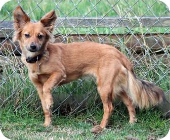 Shaylee | Adopted Puppy | Lynnwood, WA | Papillon/Tibetan Spaniel Mix