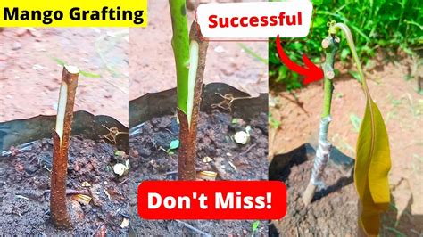 How To Graft Mango Tree Veneer Grafting With Results Don T Miss