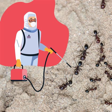 Ants Extermination Methods: How are Ant Infestations Dealt with Proper ...