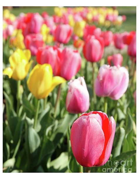 Tiptoe Thru The Tulips Photograph By Rebecca Pavelka Pixels