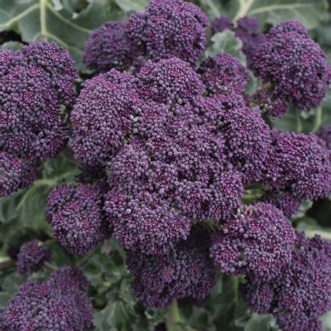 Brassica Pictures National Garden Bureau