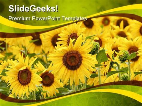 Field Of Sunflowers Beauty Powerpoint Templates And Powerpoint