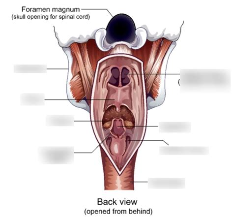 pharynx Diagram | Quizlet