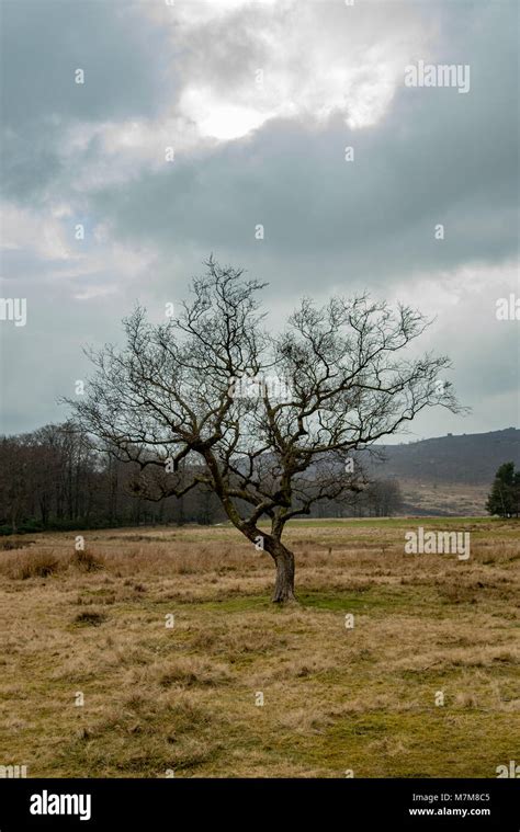 Albero Mistico Immagini E Fotografie Stock Ad Alta Risoluzione Alamy