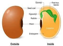 The Coffee Hypocotyl: Economic Importance, Uses, and By-Products ...