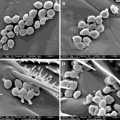 Inoculation And Attachment Of Beauveria Bassiana Isolate Lnsz 26 Download Scientific Diagram