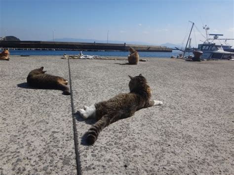 How to Visit Ainoshima: Fukuoka's Cute Cat Island - Differentville