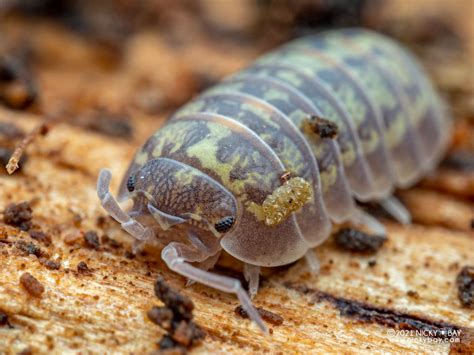 Armadillidium Versicolor Isopod Site