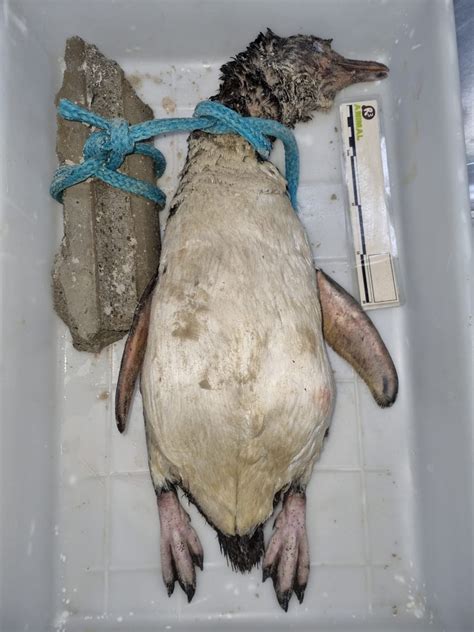 Dois Pinguins S O Encontrados Mortos Sinais De Crueldade Em