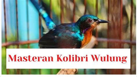 Masteran Kolibri Wulung Gacor YouTube