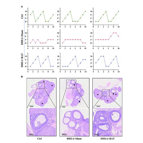 Brown Adipose Tissue Bat Transplantation Improved The Reproductive