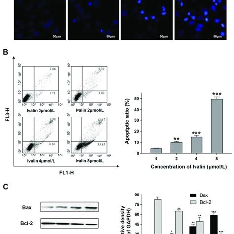 Smmc 7721 Cells Treated With Ivalin Causing Apoptosis A Fluorescence Download Scientific