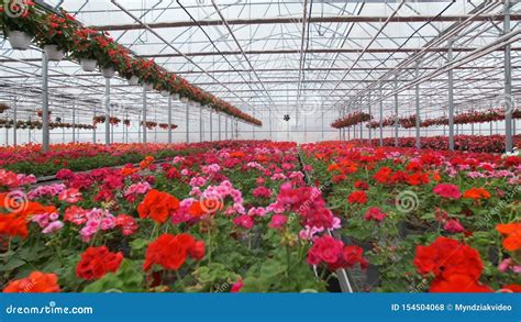 Invernadero De Cristal Grande Con Las Flores Flores Crecientes En Invernaderos Interior De Un