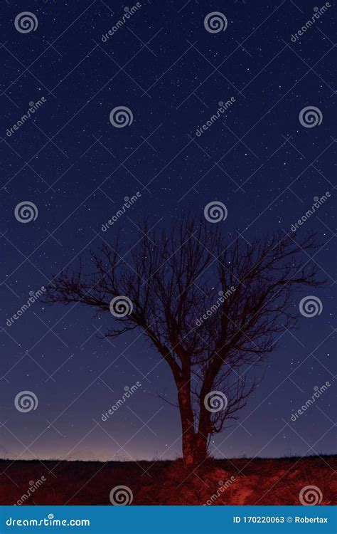 Lone Naked Tree Against Starry Night Sky Stock Image Image Of Landscape Milky