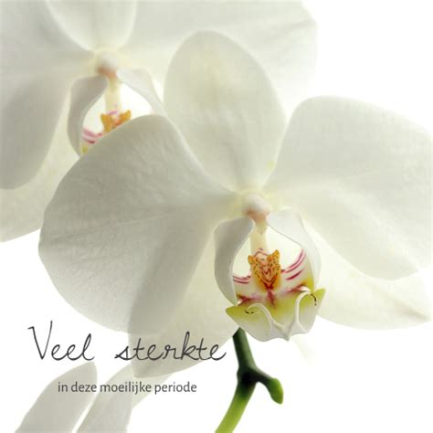 Veel Sterkte Kaart Na Overlijden Met Paarse Orchidee