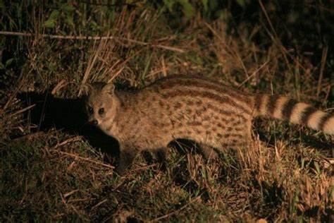 Small Indian Civet Mammals Of Lumbini Area · Biodiversity4all