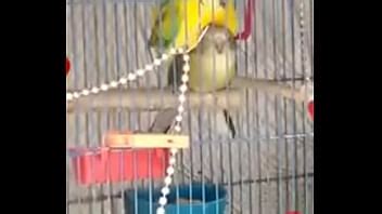 Perra Golfa Se La Come Xvideos