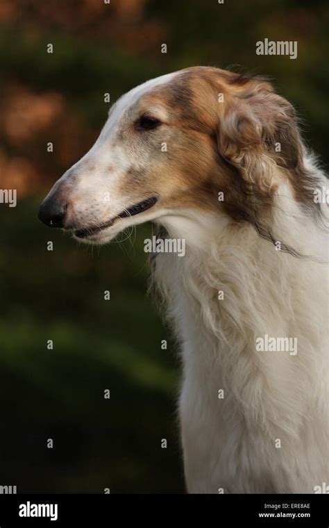 Portrait Borzoi Side View Hi Res Stock Photography And Images Alamy